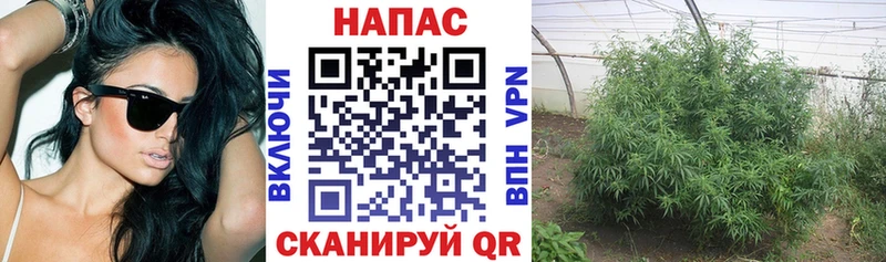 Бошки Шишки сатива цены Оренбург